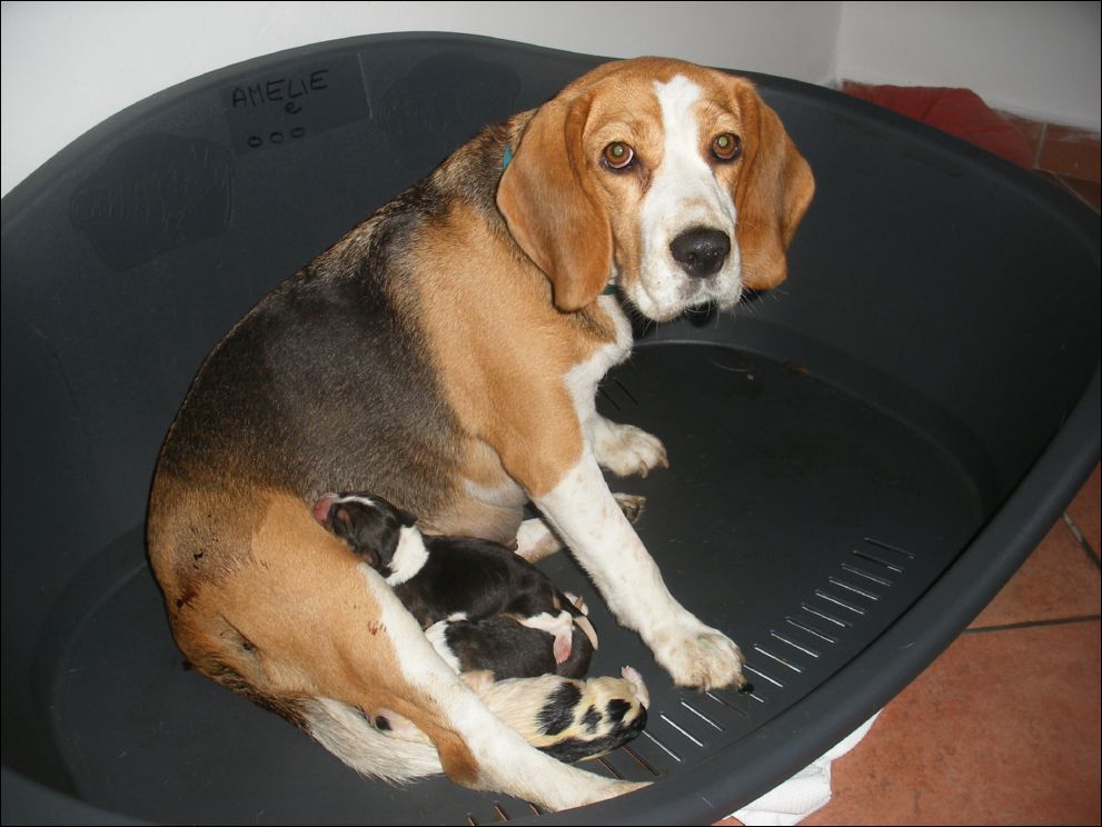 cuccioli amelie-2